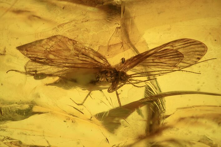 Detailed Fossil Caddisfly (Trichoptera) In Baltic Amber #234505